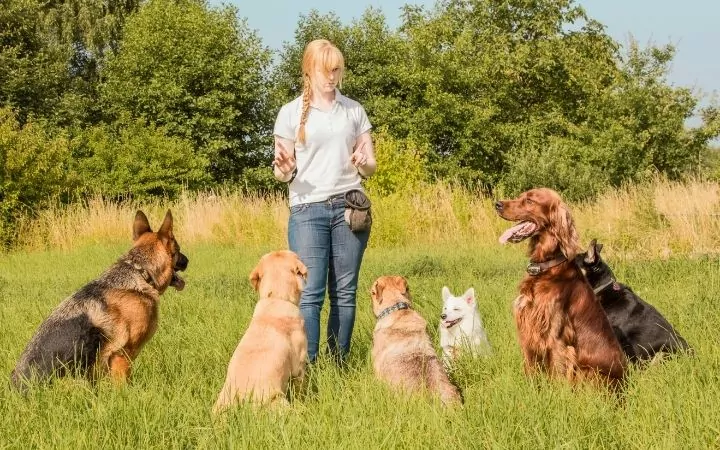 Dog trainer teaching dogs - I Love Veterinary