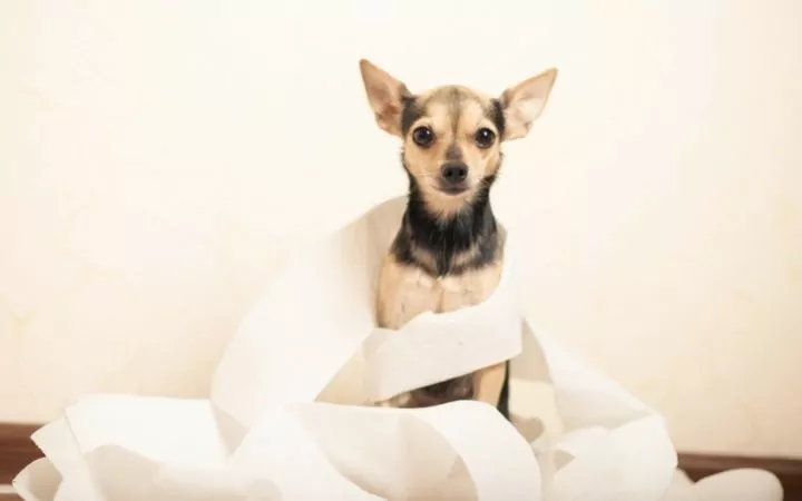 Dog with diarrhea I Love Veterinary - Blog for Veterinarians, Vet Techs, Students