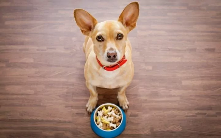 Dog with food bowl - I Love Veterinary