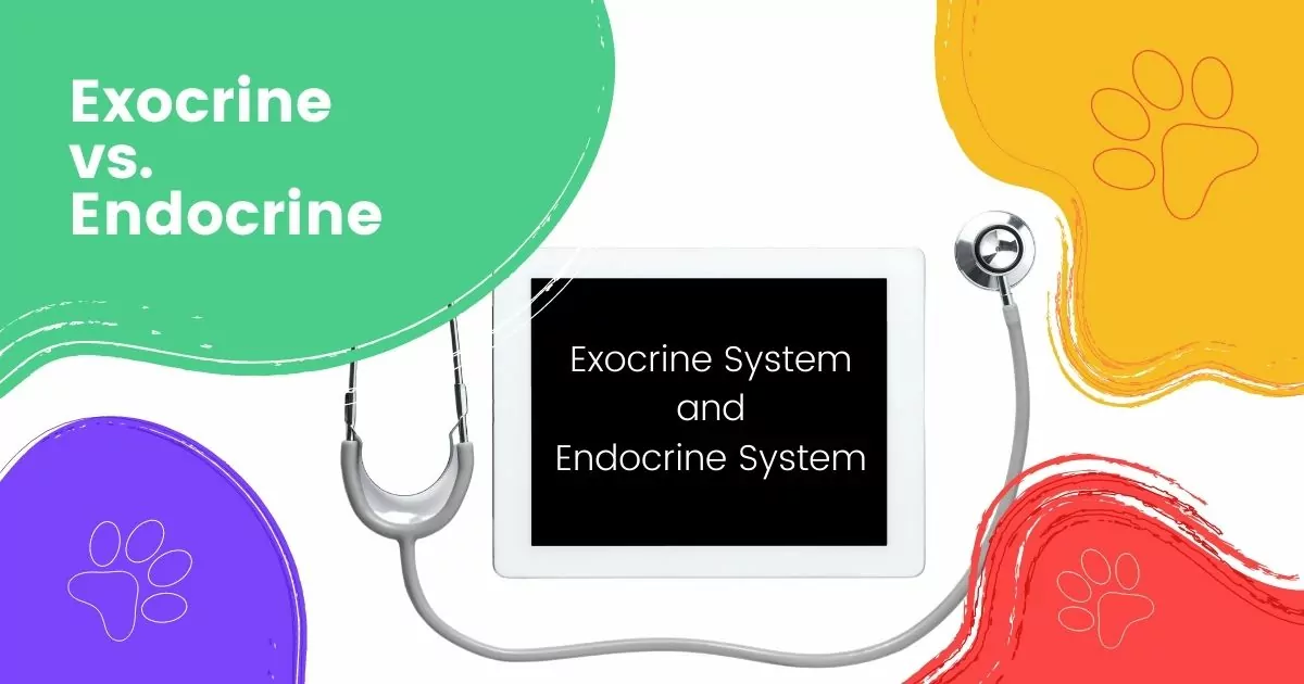 Exocrine vs. Endocrine - I Love Veterinary