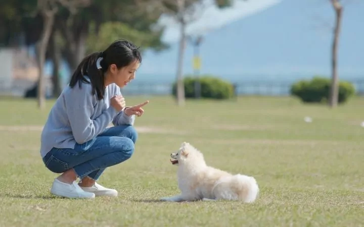 Female dog trainer training a puppy outdoors - I Love Veterinary