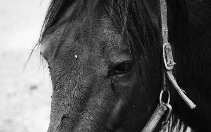 Lacrimal glands in horse's eyes produce tears - I Love Veterinary