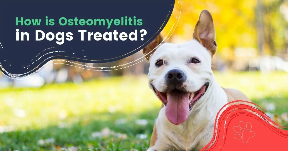 How is Osteomyelitis in Dogs Treated - I Love Veterinary