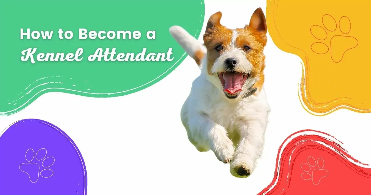 How to Become a Kennel Attendant - I Love Veterinary
