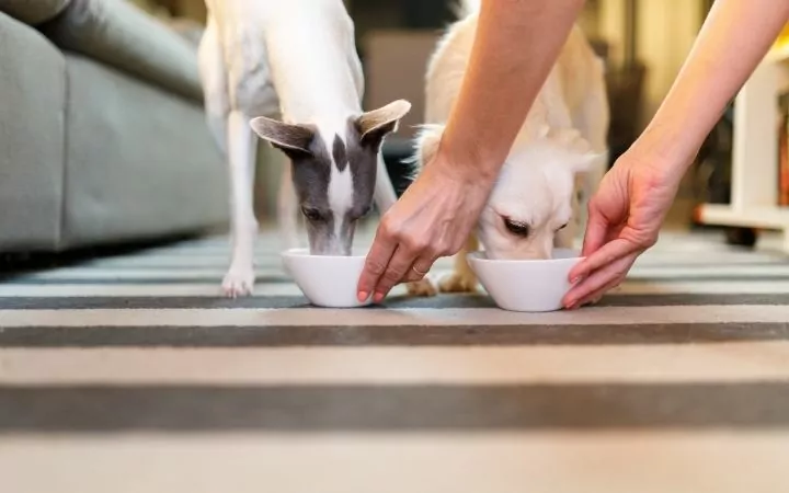 Kennel attendant feeding dogs - I Love Veterinary