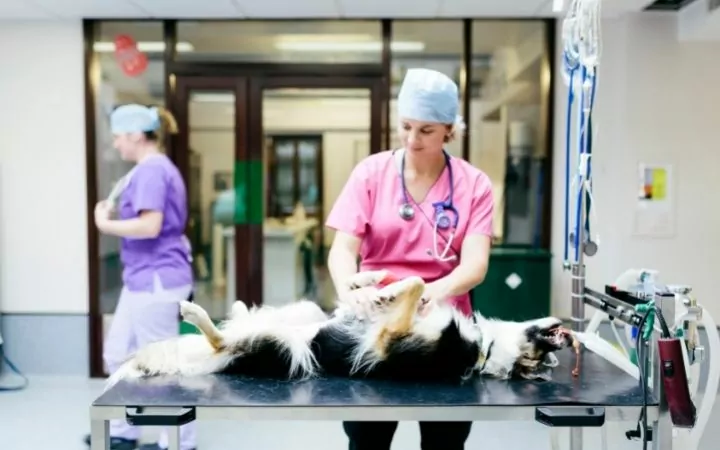 Vet preparing dog for surgery - I Love Veterinary