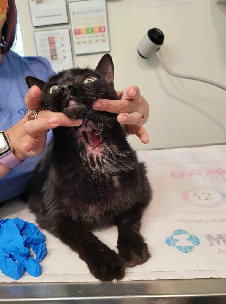 Ruptured abscess on a cat - I Love Veterinary