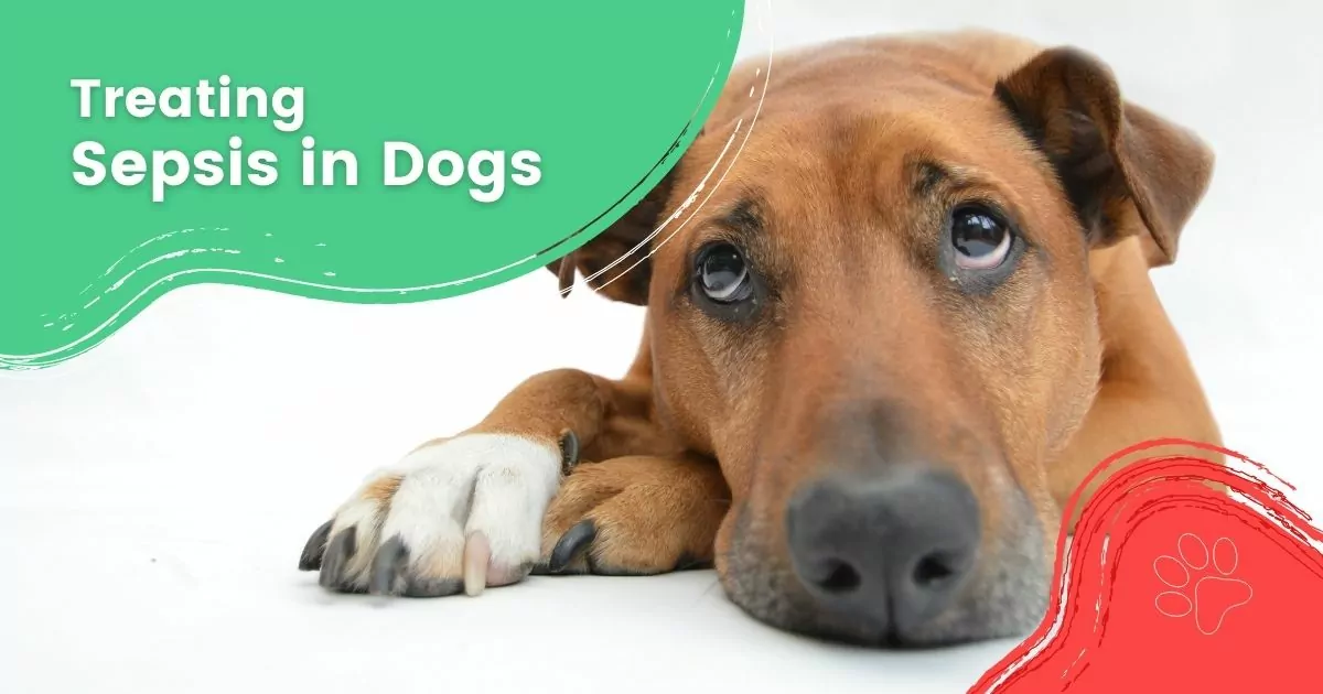 Sepsis in Dogs - I Love Veterinary