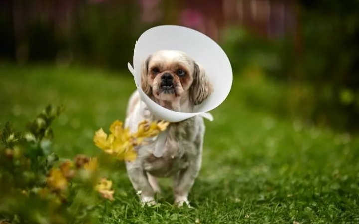 Shih Tzu with e-collar in recovery - I Love Veteirnary