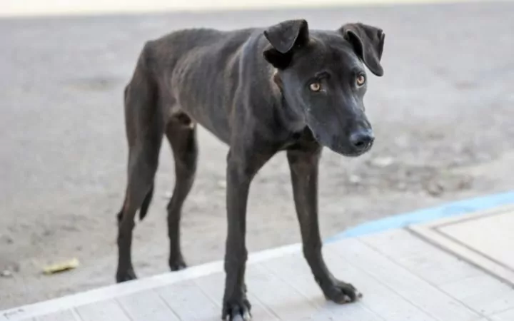 Skinny black dog - I Love Veterinary
