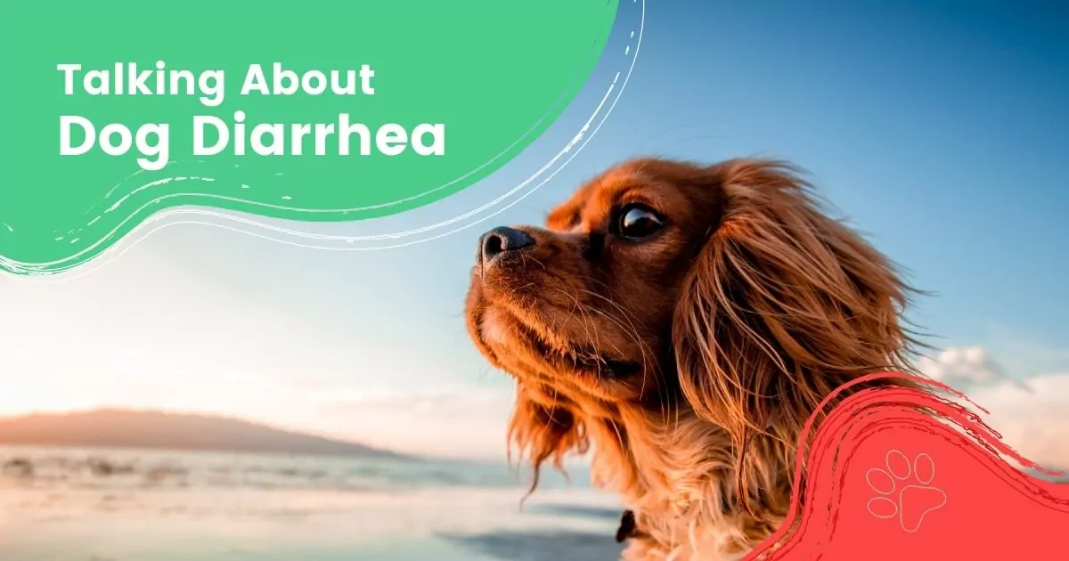 Talking About Dog Diarrhea - I Love Veterinary