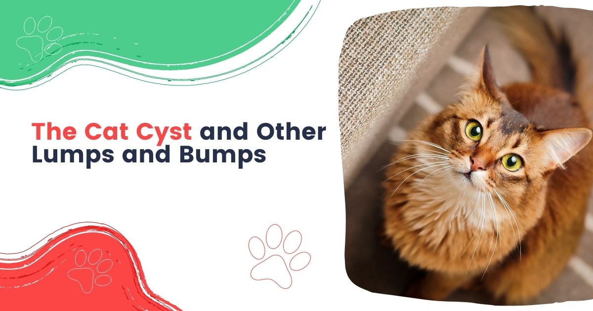 Cat Cyst and Other Lumps and Bumps - I Love Veterinary