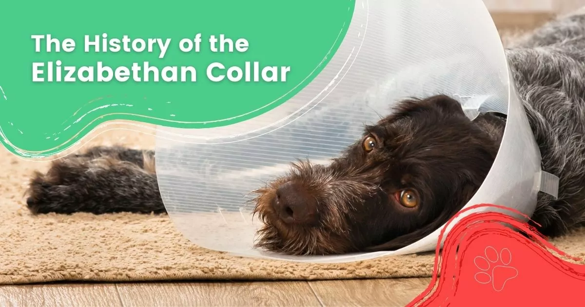 The History of the Elizabethan Collar - I Love Veterinary