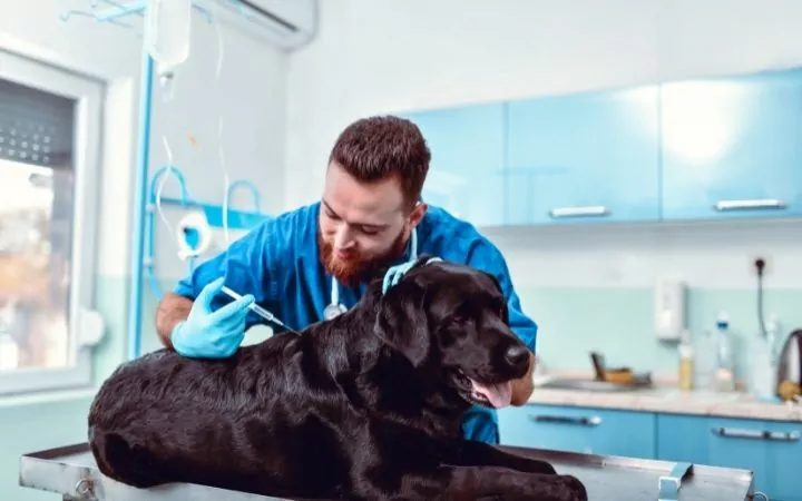 Vet giving an injection to a dog - I Love Veterinary