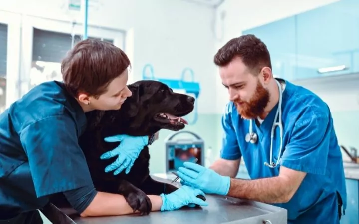 Vet giving injection to a dog with kennel attendant's assistance - I Love Veterinary