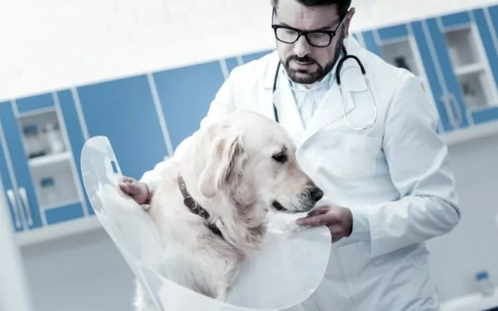 Vet placing a collar on a dog - I Love Veterinary