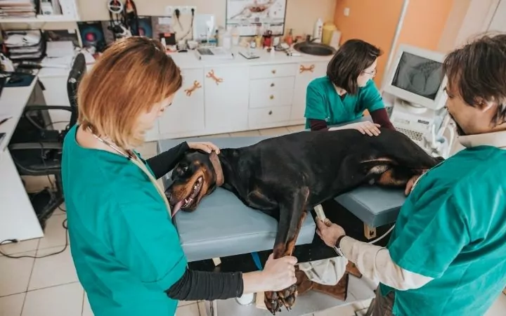 Group of vets examining Doberman's abdomen in vet clinic - I Love Veterinary