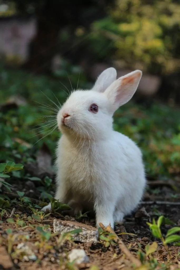 White rabbit in the field - I Love Veterinary