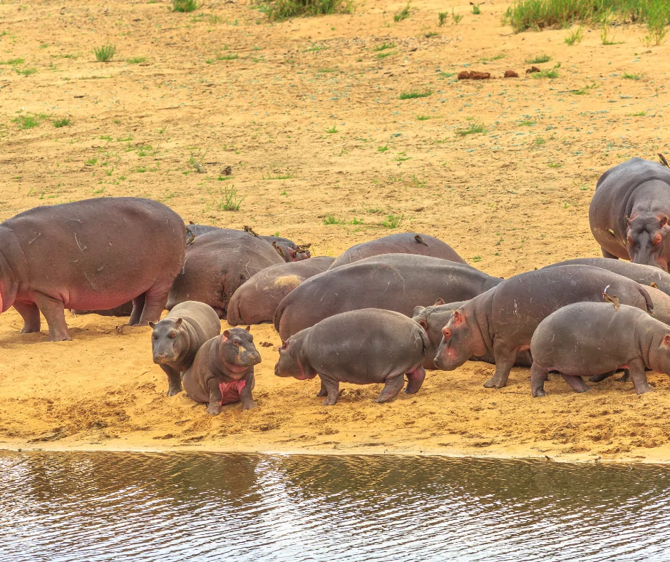 a group of hippos