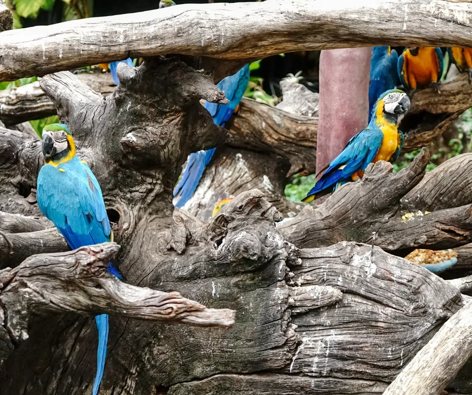a group of macaw parrots sitting in a tree