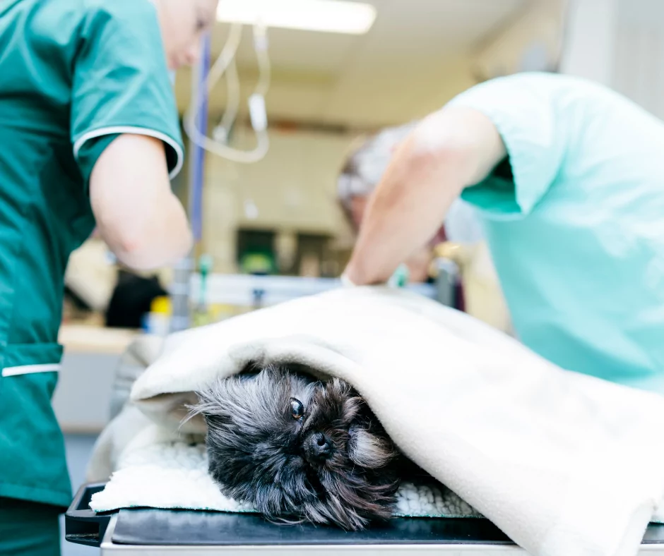 dog being prepped for surgery 1 I Love Veterinary - Blog for Veterinarians, Vet Techs, Students