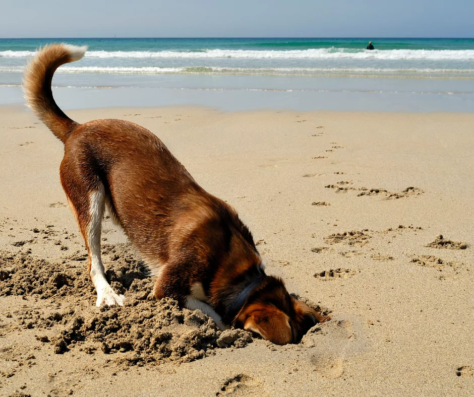 dog digging hole in sand at the beach