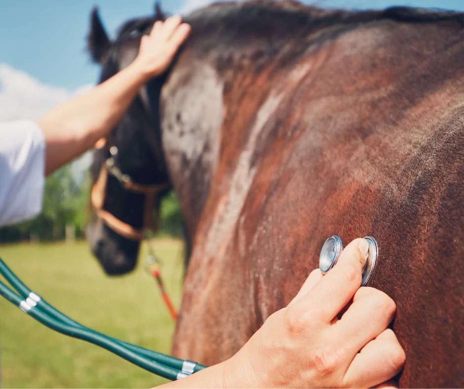 equine vet examining a horse 1 I Love Veterinary - Blog for Veterinarians, Vet Techs, Students