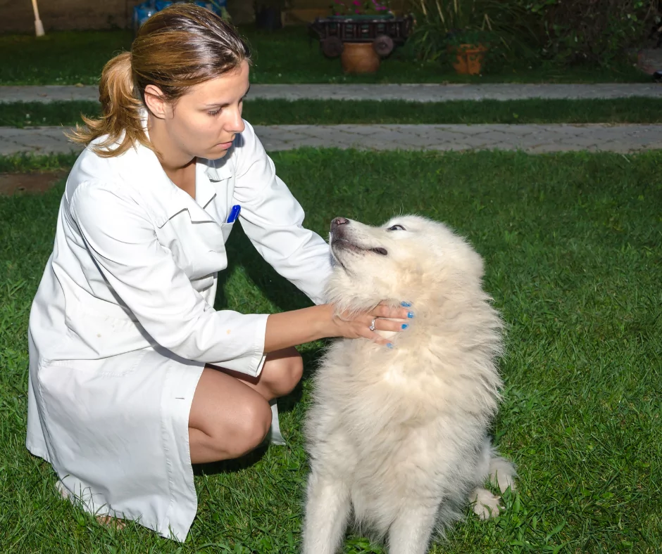 female veterinary technician examining a white dog