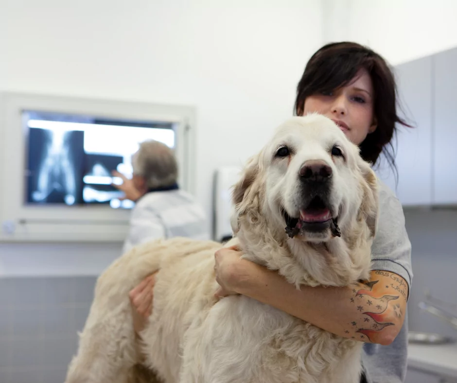 female veterinary technician with a big white dog 1 I Love Veterinary - Blog for Veterinarians, Vet Techs, Students
