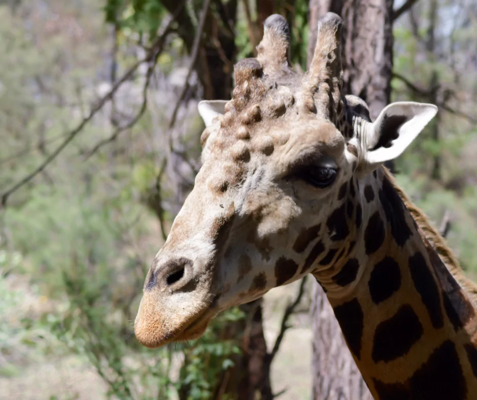 giraffe with abscesses on head