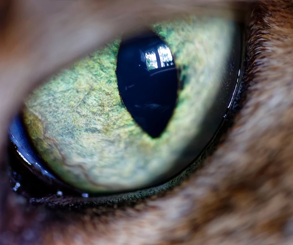 green eye of a brown cat 1 I Love Veterinary - Blog for Veterinarians, Vet Techs, Students