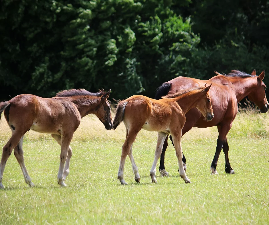 horse with twin foals 1 I Love Veterinary - Blog for Veterinarians, Vet Techs, Students