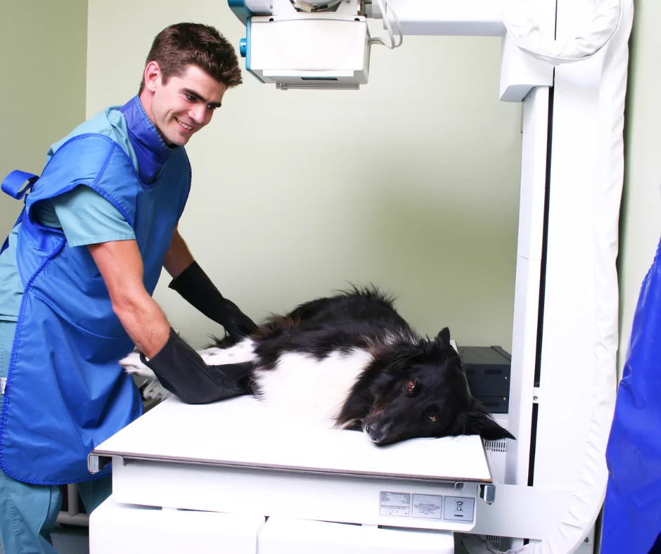 male vet tech performing prepping a black and white border collie for xray