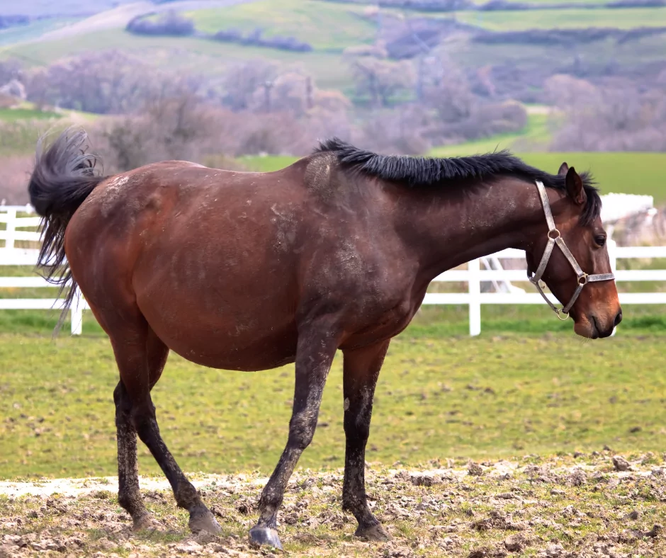 pregnant brown horse 1 I Love Veterinary - Blog for Veterinarians, Vet Techs, Students