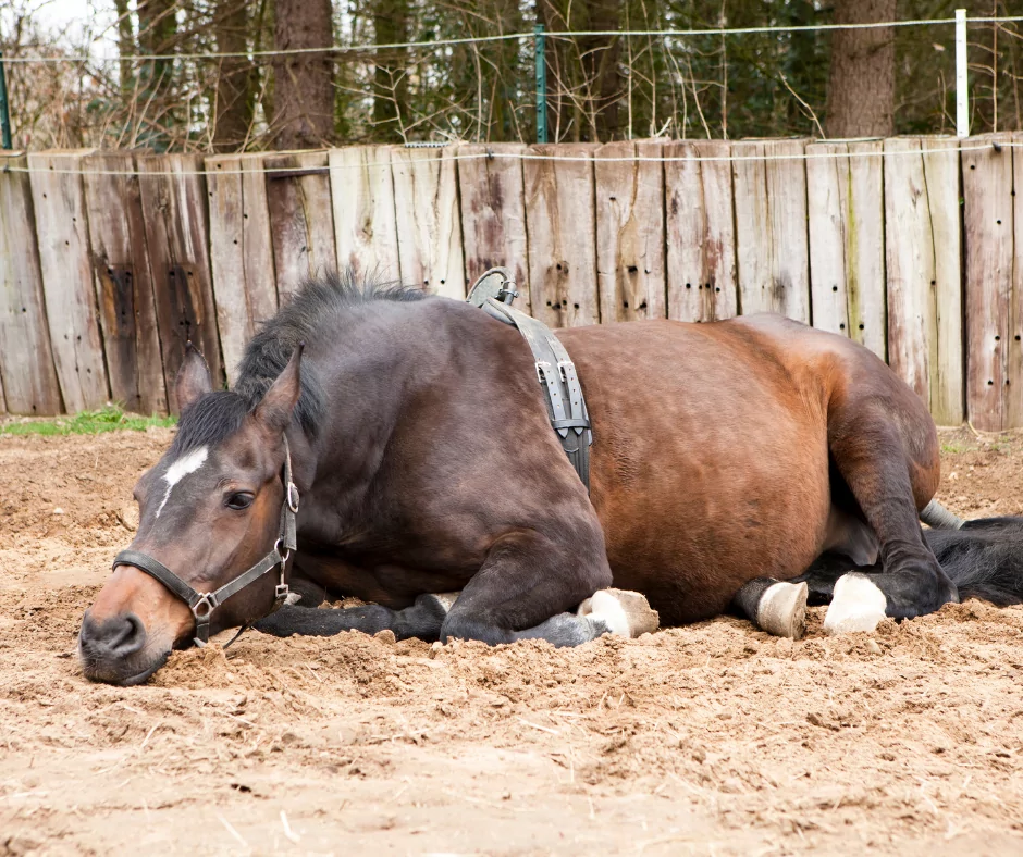 pregnant horse lying on the floor