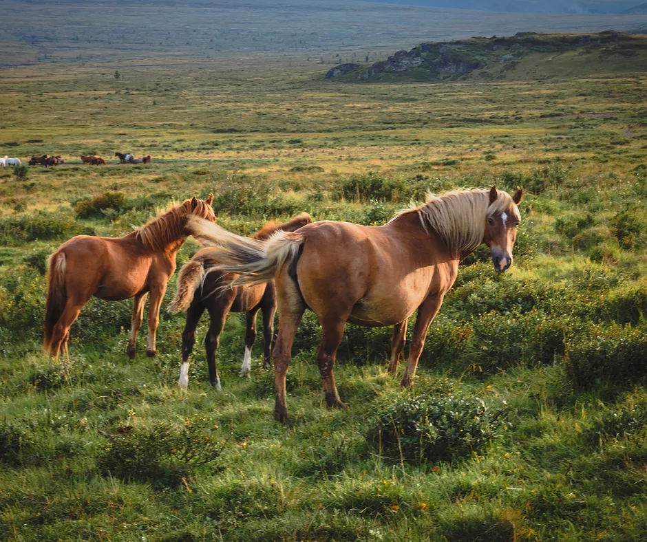 pregnant palomino grazing with two foals