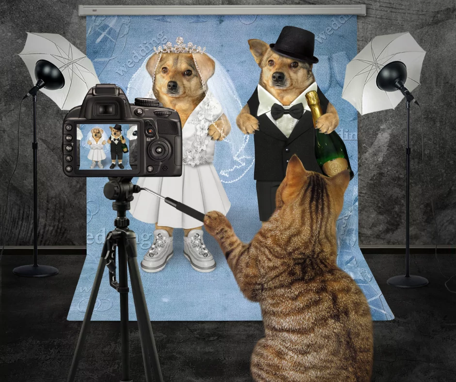 two dogs getting married being photographed by a cat