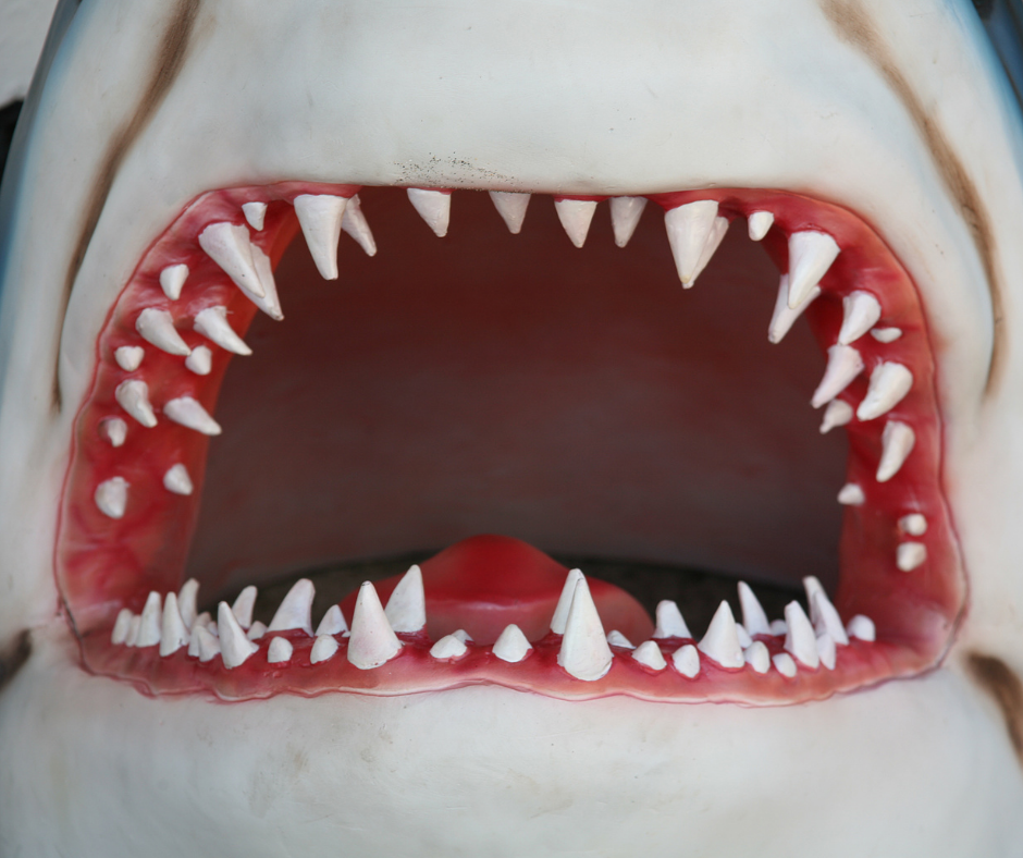 upclose photo of a shark with an open jaw