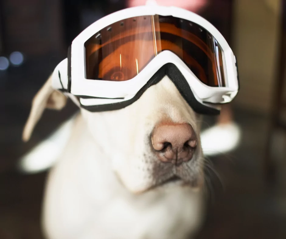 young white labrador with goggles
