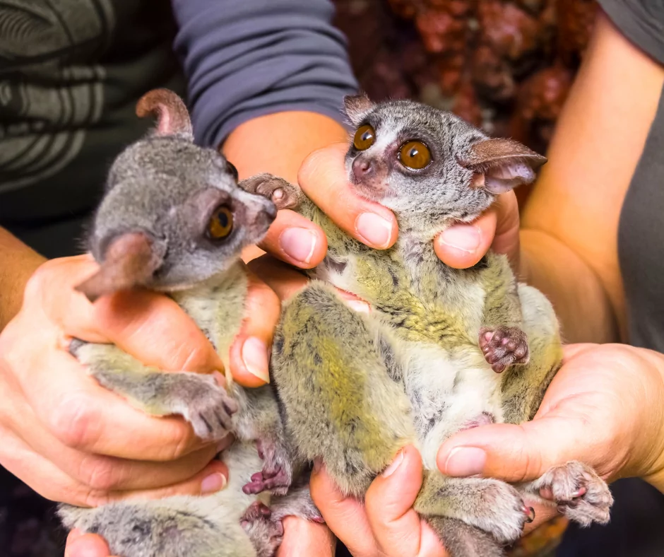 zoo veterinarians with a pair of bush babies 1 I Love Veterinary - Blog for Veterinarians, Vet Techs, Students