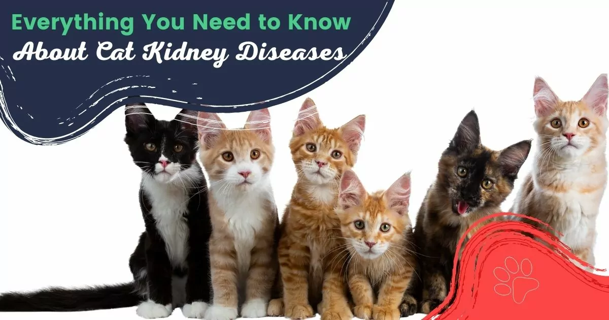 Cat kidney diseases