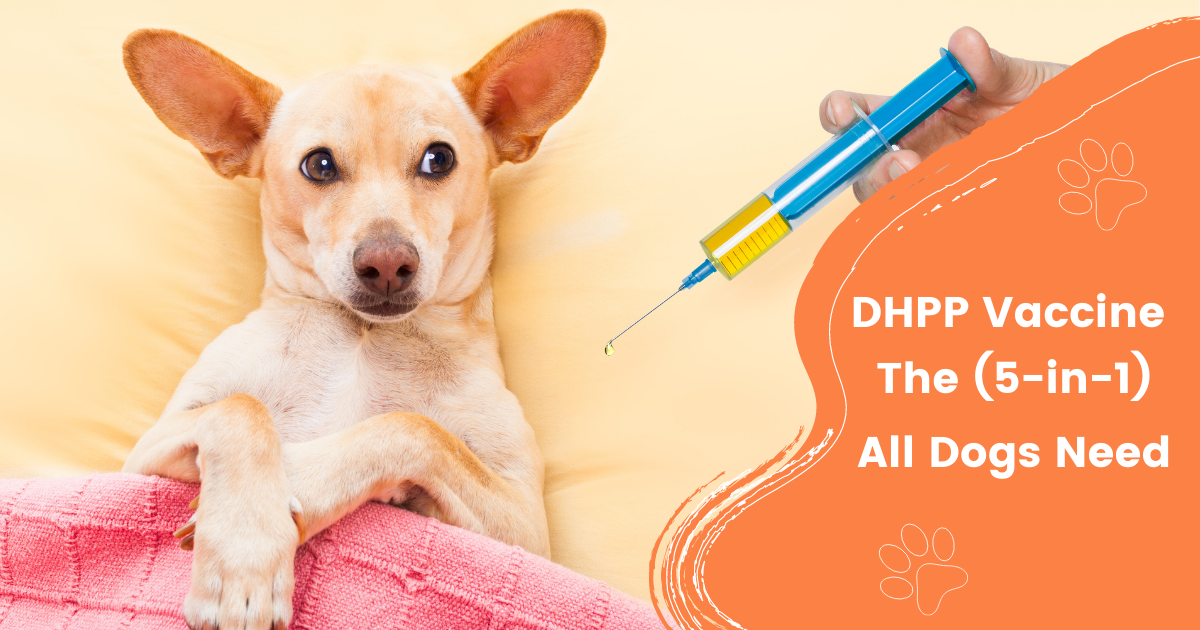 DHPP Vaccine The 5in1 All Dogs Need I Love Veterinary