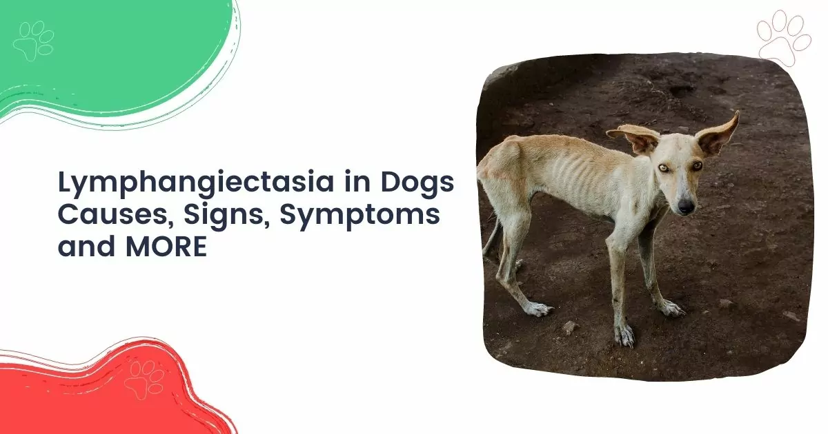 Lymphangiectasia in dogs