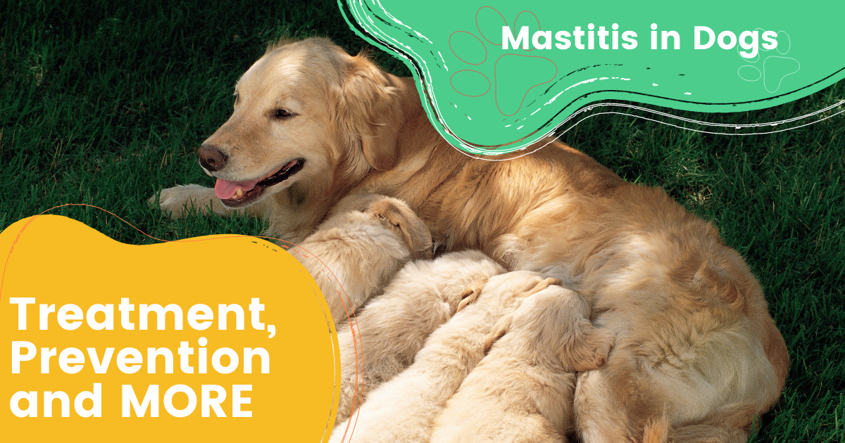 Mastitis in Dogs – Treatment, Prevention, and MORE