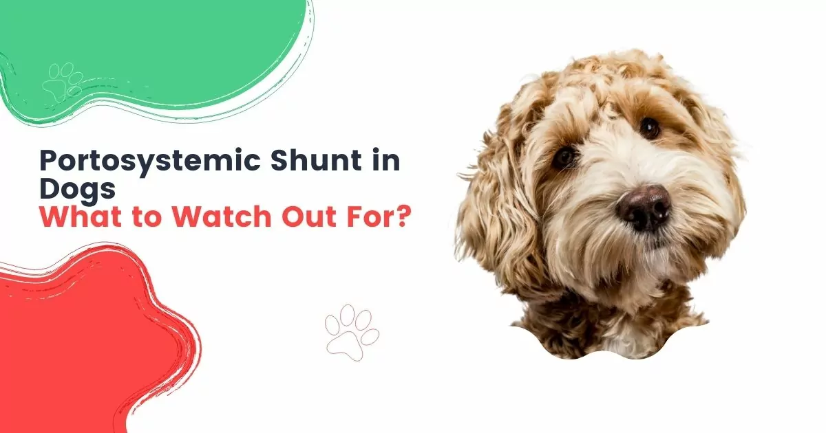 Portosystemic Shunt in Dogs - What to Watch Out For