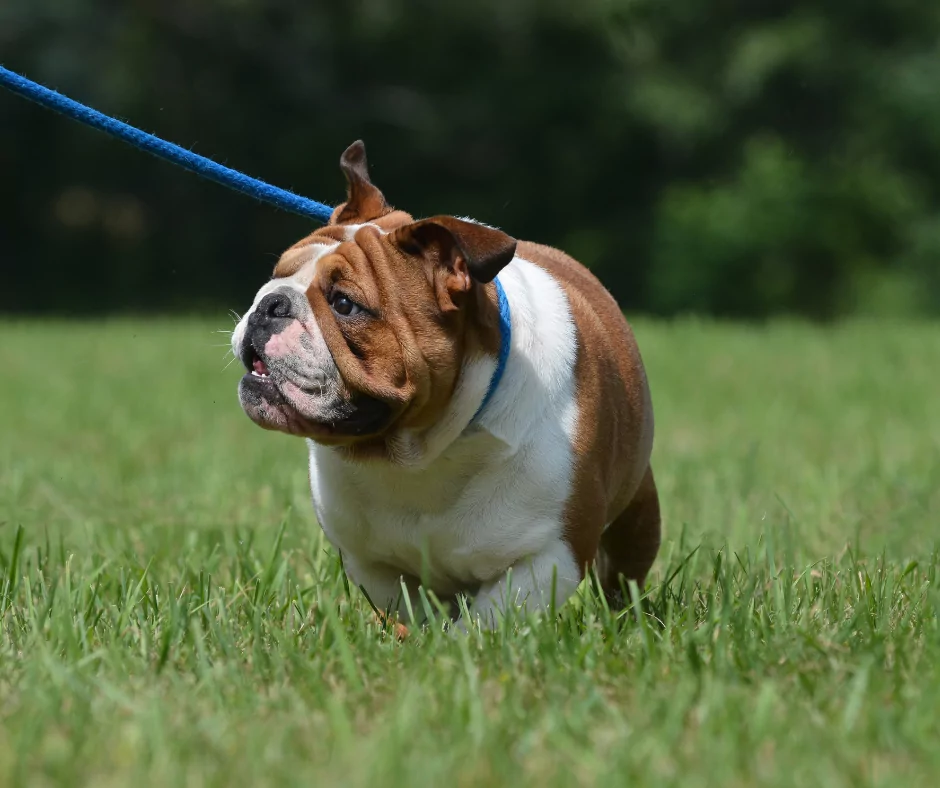 a bulldog getting leash training