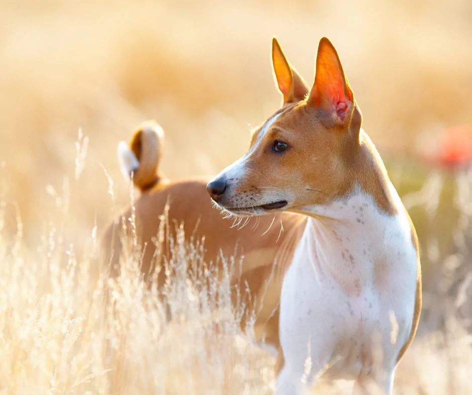 basenji dog in a field 1 I Love Veterinary - Blog for Veterinarians, Vet Techs, Students