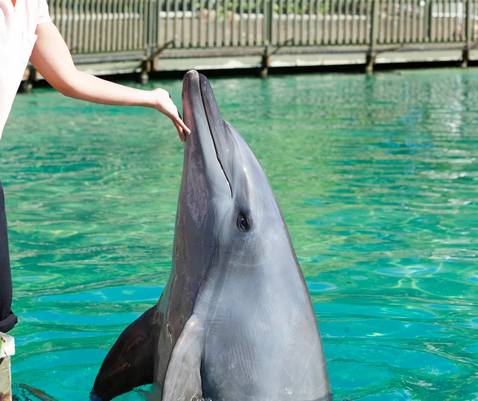 bottlenose dolphin being trained at aquarium