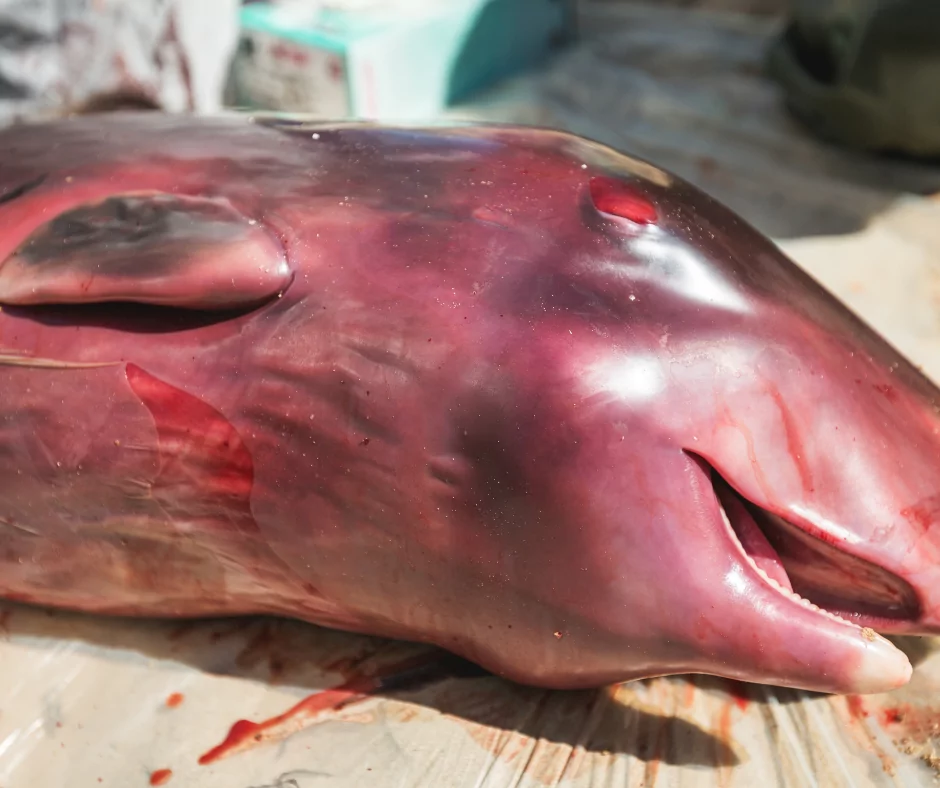 dead fetus of dolphin 1 I Love Veterinary - Blog for Veterinarians, Vet Techs, Students