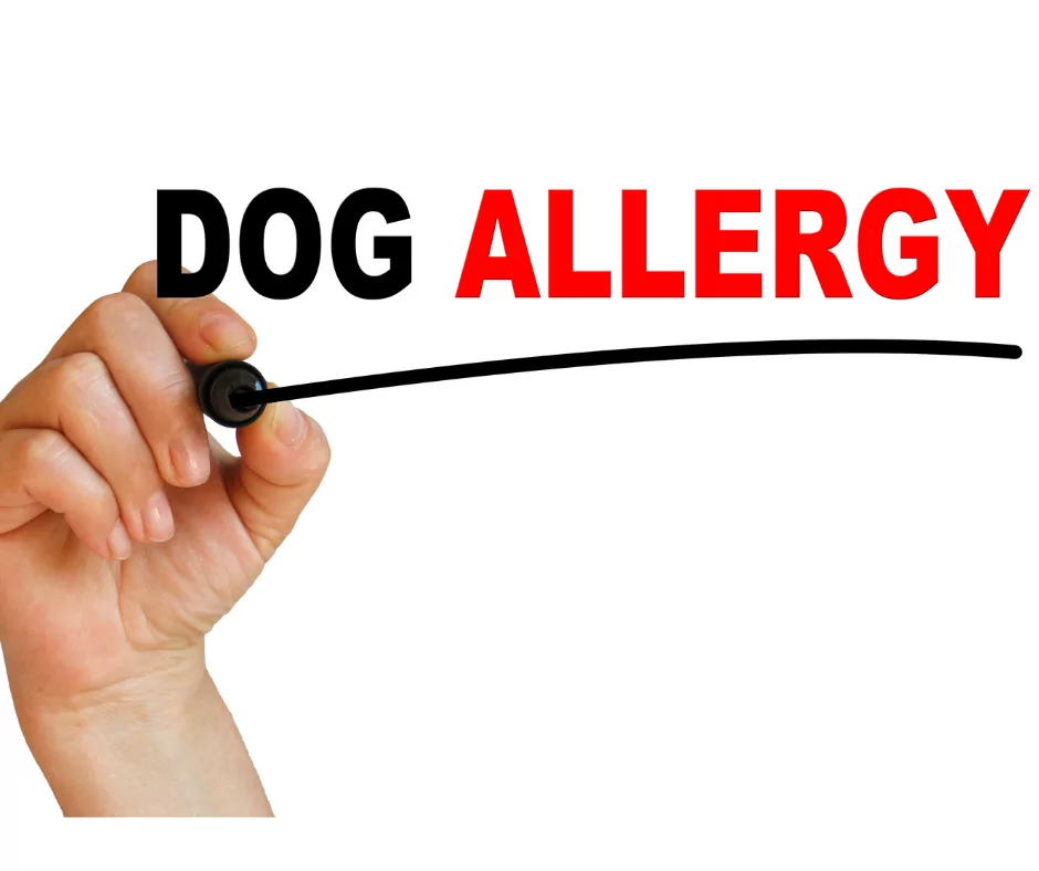 dog allergy sign